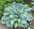 Hosta - June