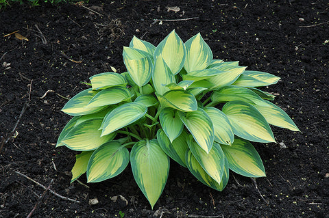 Hosta - June