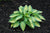 Hosta - June
