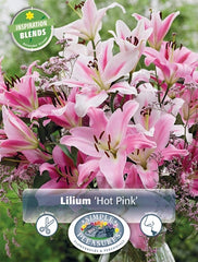 Asiatic Lily - Hot Pink Mix - 6 bulbs