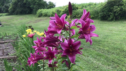 Oriental Trumpet Hybrid Lily - Purple Prince - 2 bulbs