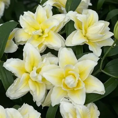 Double Oriental Rose Lily Ludwina