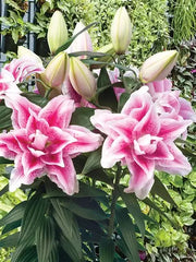 Oriental Rose Lily Nowa 1 bulb