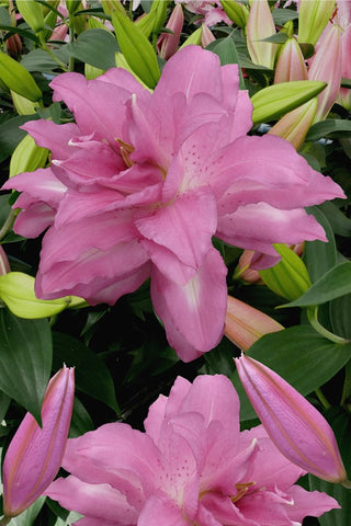 Double Oriental Rose Lily - Lotus Dream - 2 bulbs