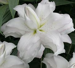 Double Oriental Lily - Lotus Pure - 2 bulbs