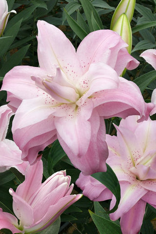 Double Oriental Lily - Lotus Queen - 2 bulbs