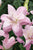 Double Oriental Lily - Lotus Queen - 2 bulbs