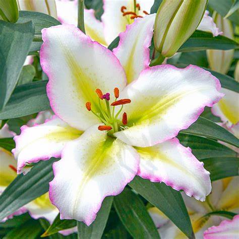 Oriental Lily - Primrose Hill - 2 bulbs