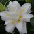 Double Oriental Rose Lily - Sita -  1 bulb