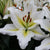 Oriental Pot Lily - Sunny Azores - 2 bulbs
