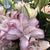 Double Oriental Rose Lily Annouska - 1 bulbs