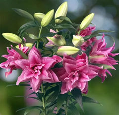 Oriental Rose Lily Esra 1 bulb