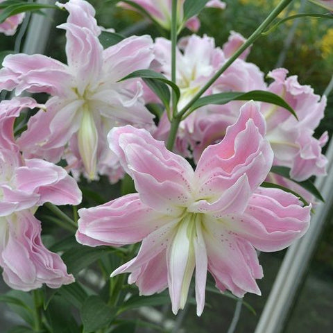 Double Oriental Rose Lily - Lotus Elegance - 2 bulbs