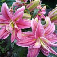 Double Oriental Rose Lily Sara 1 bulb