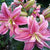 Double Oriental Rose Lily Sara 1 bulb