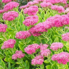 Sedum Neon