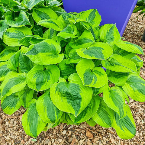Hosta - Summer Lovin
