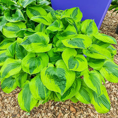 Hosta - Summer Lovin