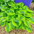 Hosta - Summer Lovin