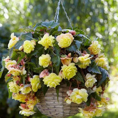 Begonia Sunny Dreams (Cascading)