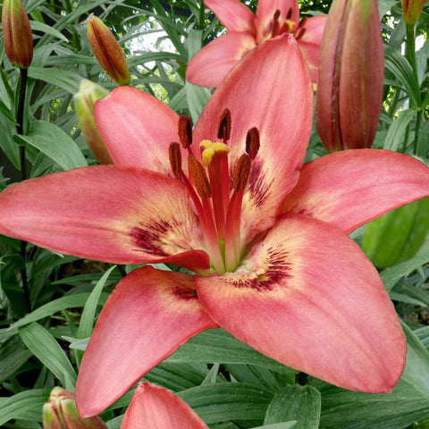 Asiatic Lily Tinilco - 1 bulb
