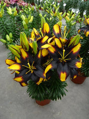 Asiatic Pot Lily - Tiny Massive 1 bulb
