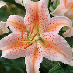 Oriental Lily - Salmon Star - 1 bulb