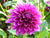 Dahlia - Thomas Edison