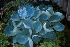 Hosta - Abiqua Drinking Gourd