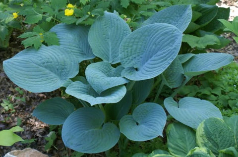 Hosta - Blue Hawaii