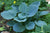 Hosta - Blue Hawaii