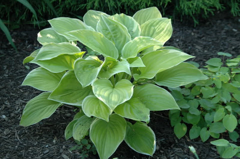 Hosta - Frozen Margarita