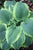 Hosta - Spartacus