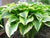 Hosta - Montana Aureomarginata