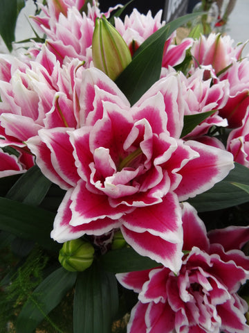 Double Oriental Rose Lily Samantha - 1  bulb