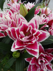 Asiatic/Oriental Lilies | Blooms Canada