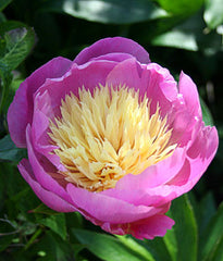 Peony - Bowl of Beauty - 2-3 eye bareroot