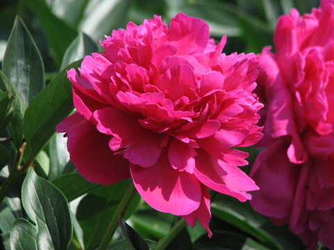 Paeonia - Kansas
