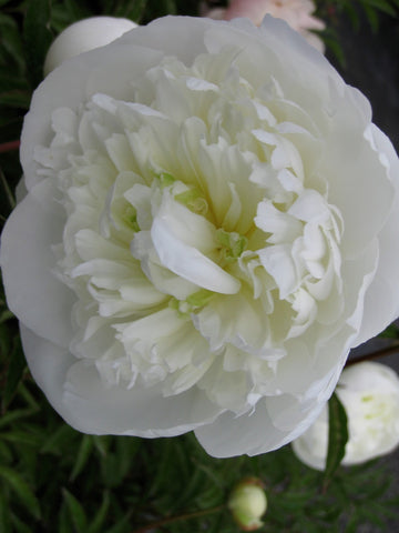 Paeonia - Dutchess de nemours