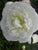 Paeonia - Dutchess de nemours