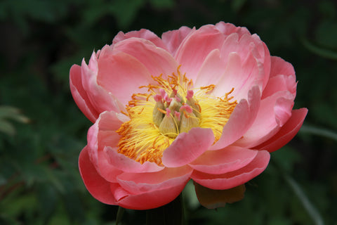 Peony - Coral Sunset