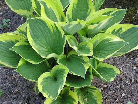 Hosta - Twilight