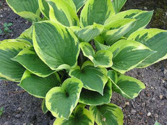 Hosta - Twilight