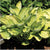 Hosta - World Cup - NEW