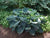 Hosta - Abiqua Drinking Gourd