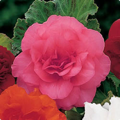 Begonia - Double Camellia Pink