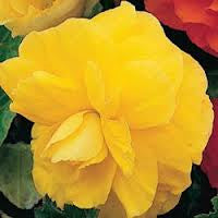 Begonia - Double Camellia Yellow