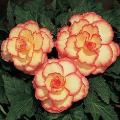 Begonia - Picotee Yellow 1 rhizome
