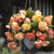 Begonia - Splendida Apricot