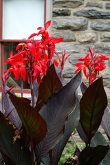 Canna - Black Knight 1 root